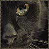 blackcat.jpg picture by witch_of_endore