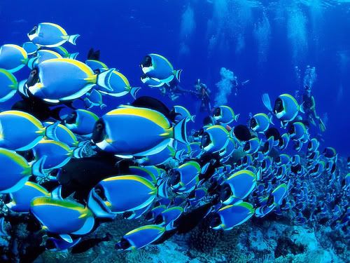 blue fish Pictures, Images and Photos