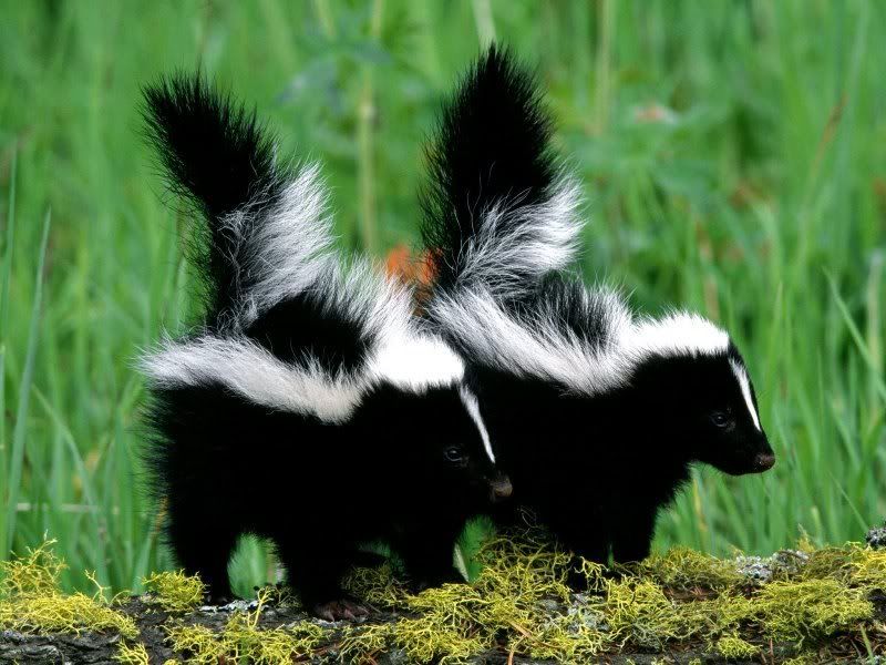 skunks Pictures, Images and Photos