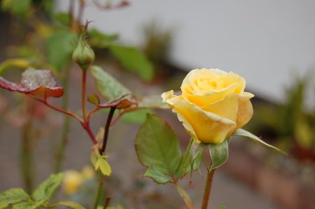 yellowrose Pictures, Images and Photos