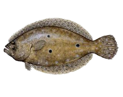 Flounder-Small.png