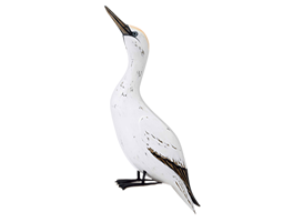 Gannet-small.png