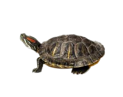 Turtle-small.png