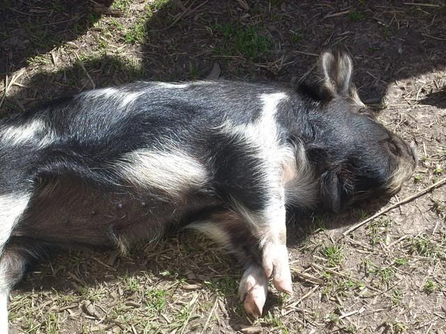 DSCN6250.jpg