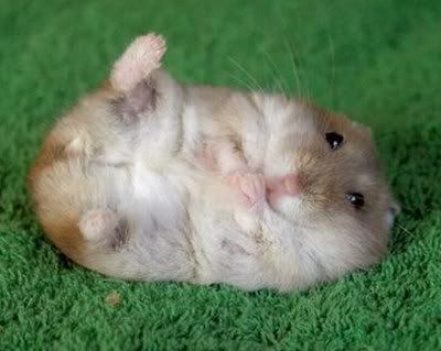 fat-baby-mouse.jpg