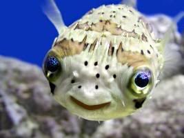 happy fish