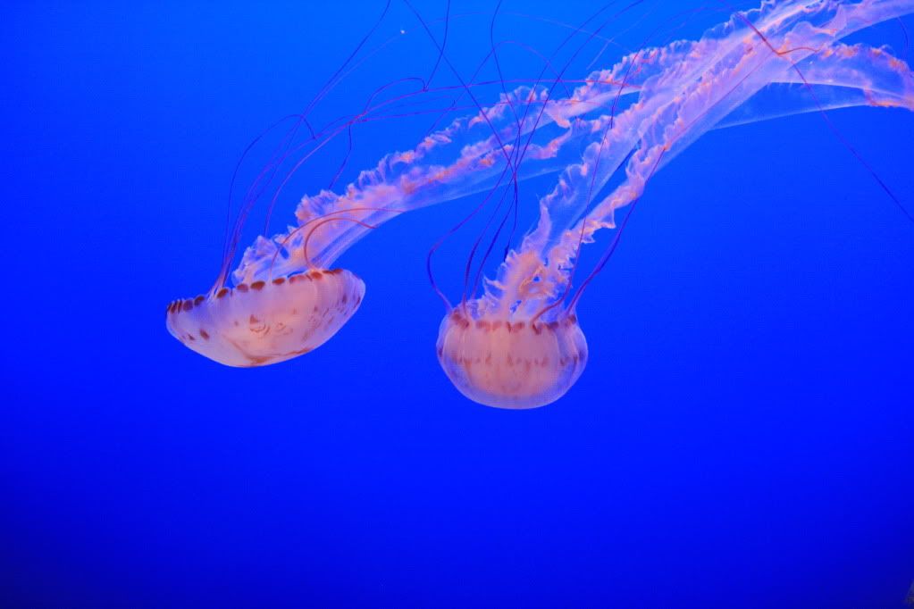 IMAGE: http://i185.photobucket.com/albums/x145/KCmike1969/IMG_0713.jpg