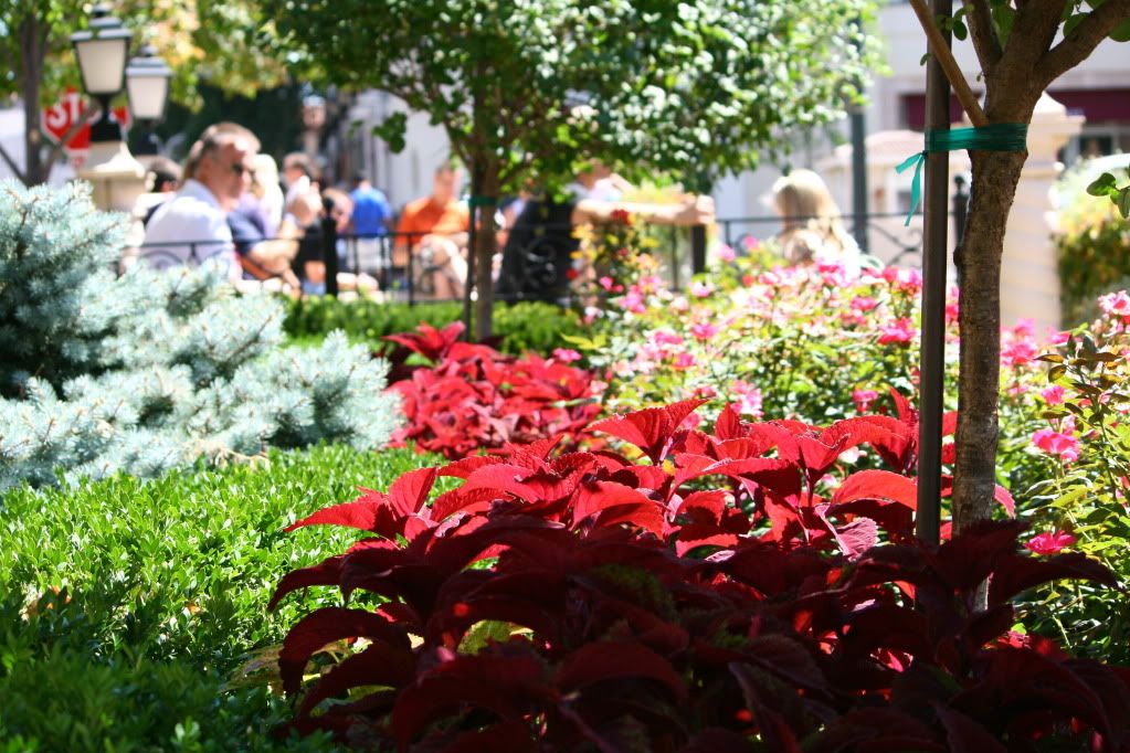 IMAGE: http://i185.photobucket.com/albums/x145/KCmike1969/IMG_3681.jpg