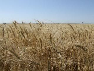 Kansas Wheat Pictures, Images and Photos