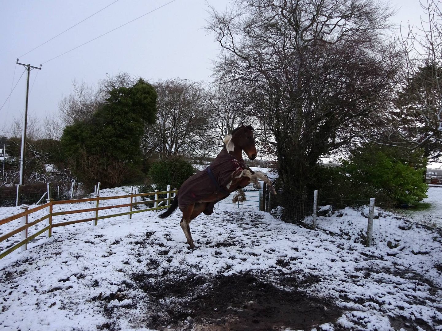 Best surface for allweather turnout Horse and Hound Forum