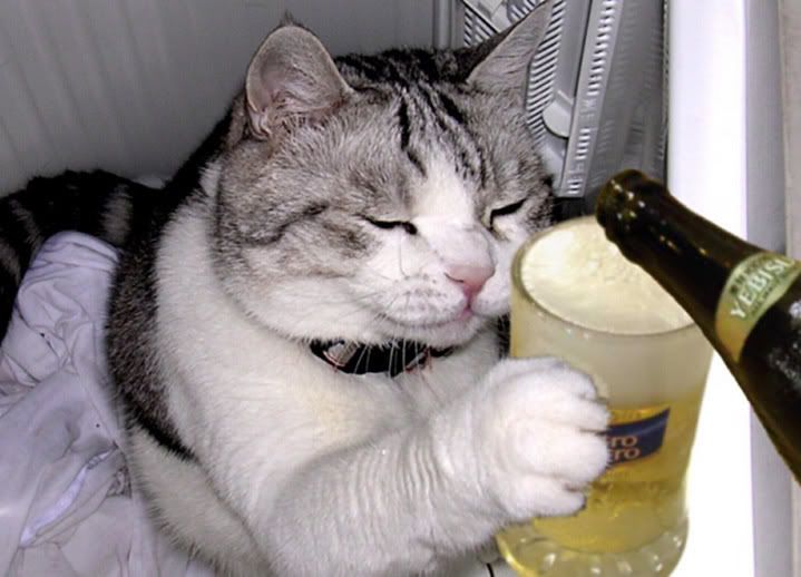 cat-getting-a-beer.jpg