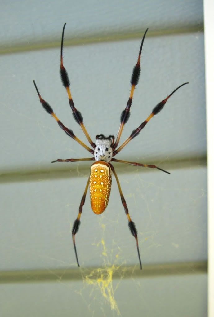 Banana Spider Pictures, Images & Photos Photobucket