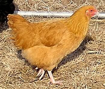 Buff Orpington Hen Buff Orpington Hen photo courtesy photobucket