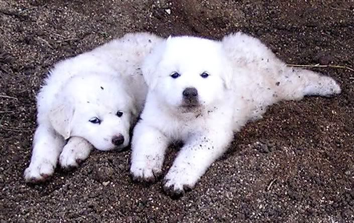 Great Pyrenees Pups, 05/29/07