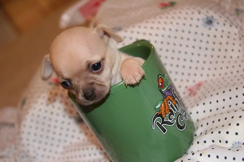 chihuahua_puppy_in_mug.jpg