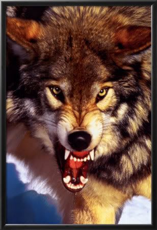 angry wolf Pictures, Images and Photos