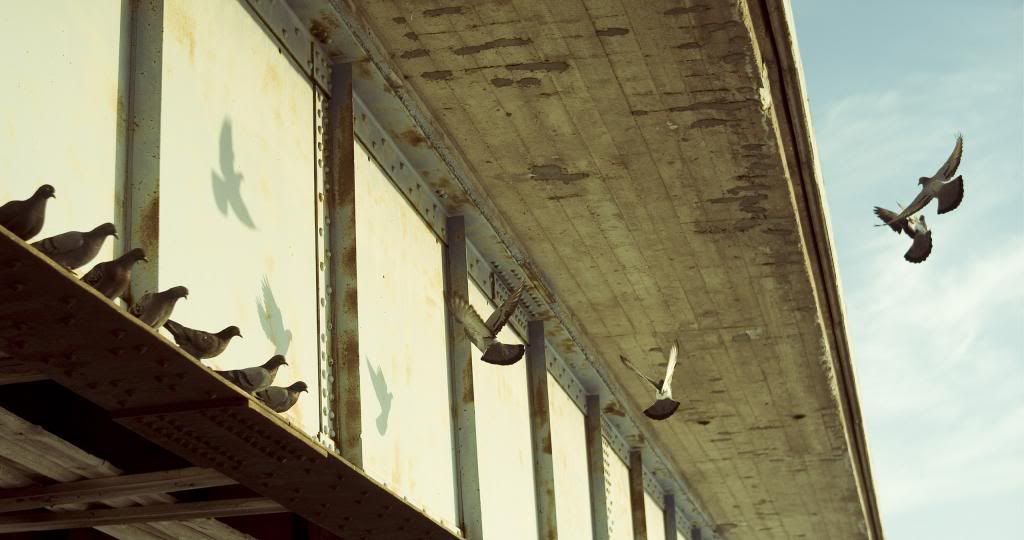 DSC02491.jpg~original