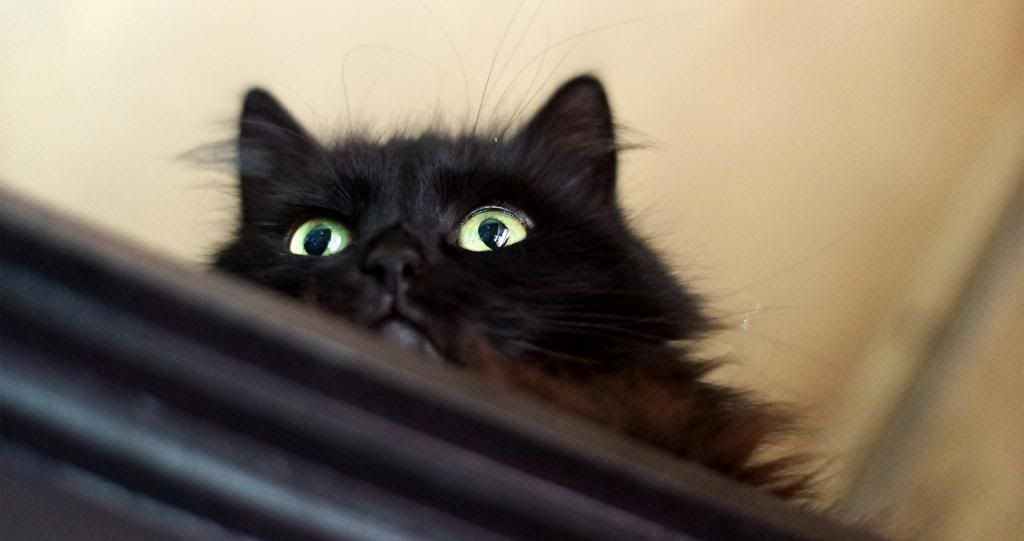 DSC02771.jpg~original