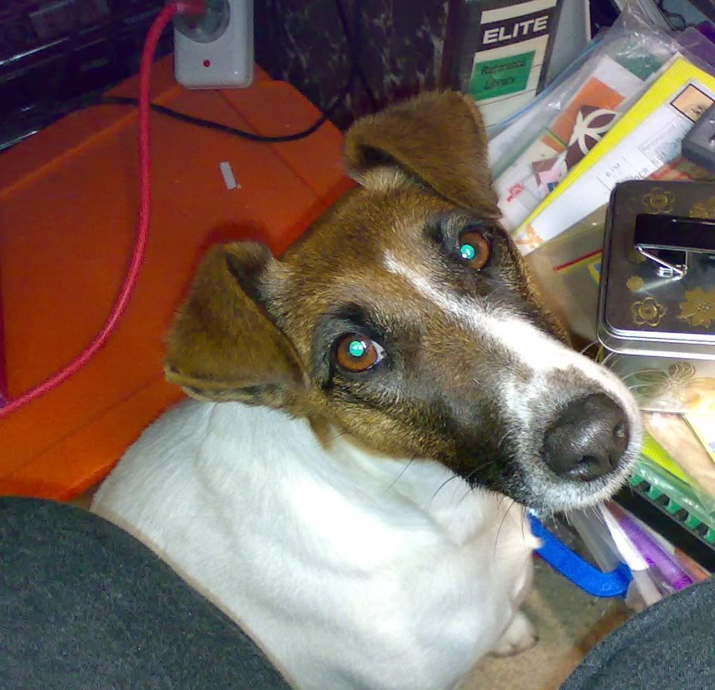 Roxy, the incredibly cute Foxy!