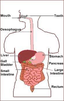 Sistemulgastro-intestinal.jpg Sistemul gastro-intestinal image by IslamWay