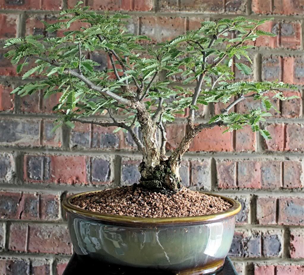 Acacia Bonsai Trees