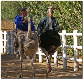 People Riding Ostriches