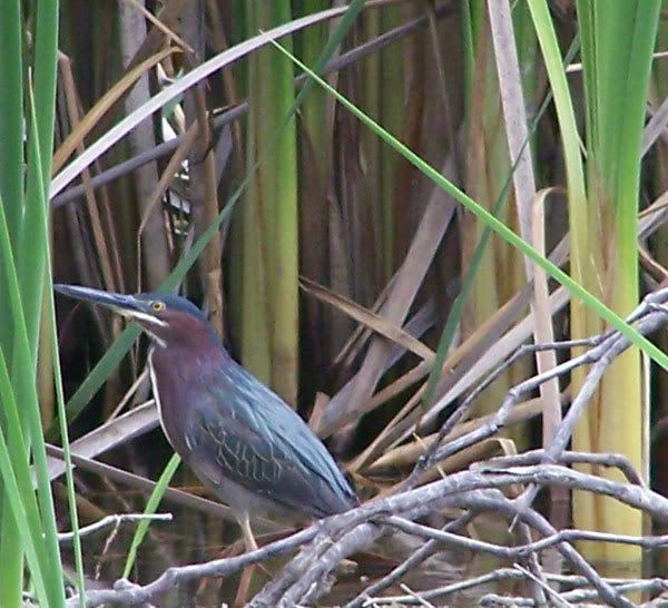 Blue Heron