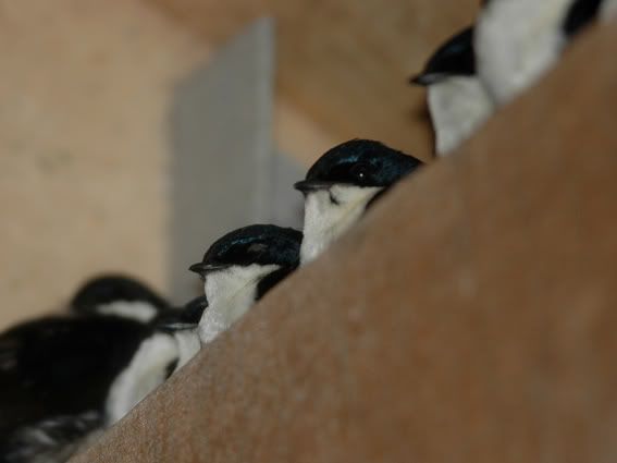 whiteblue_swallow.jpg picture by hkgm1994