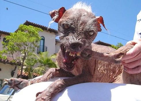 Ugliest dog photo: ugliest dog 2dd3.jpg