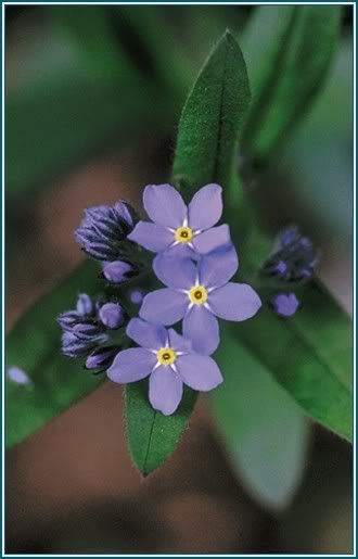 Forget-me-not Pictures, Images and Photos