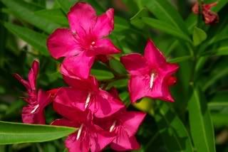 oleander Pictures, Images and Photos