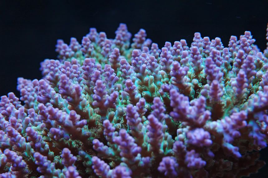 IMAGE: http://i185.photobucket.com/albums/x255/CAReefer/Reef%20tank/A-Plana-2-9-08.jpg