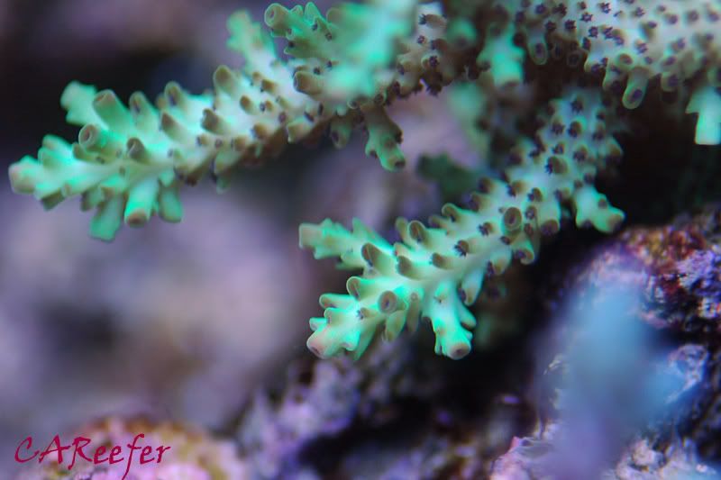 IMAGE: http://i185.photobucket.com/albums/x255/CAReefer/Reef%20tank/A-microclades-2-17-08.jpg