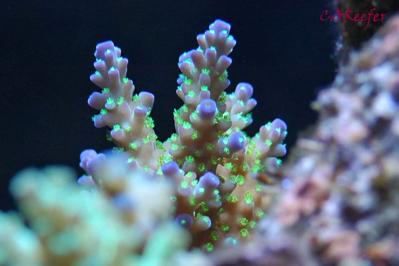 IMAGE: http://i185.photobucket.com/albums/x255/CAReefer/Reef%20tank/Bonzai-2-16-08-1.jpg