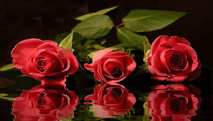 Rossess.gif picture by ishabelle_bucket