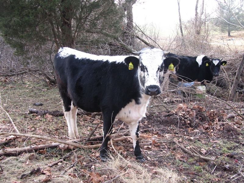 Bred Cows For Sale, York County, PA - Cattle