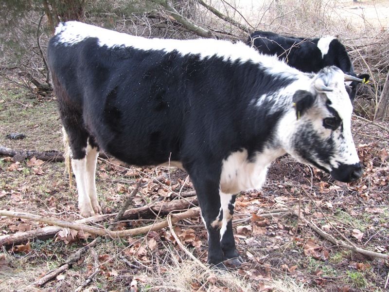 Bred Cows For Sale, York County, PA - Cattle