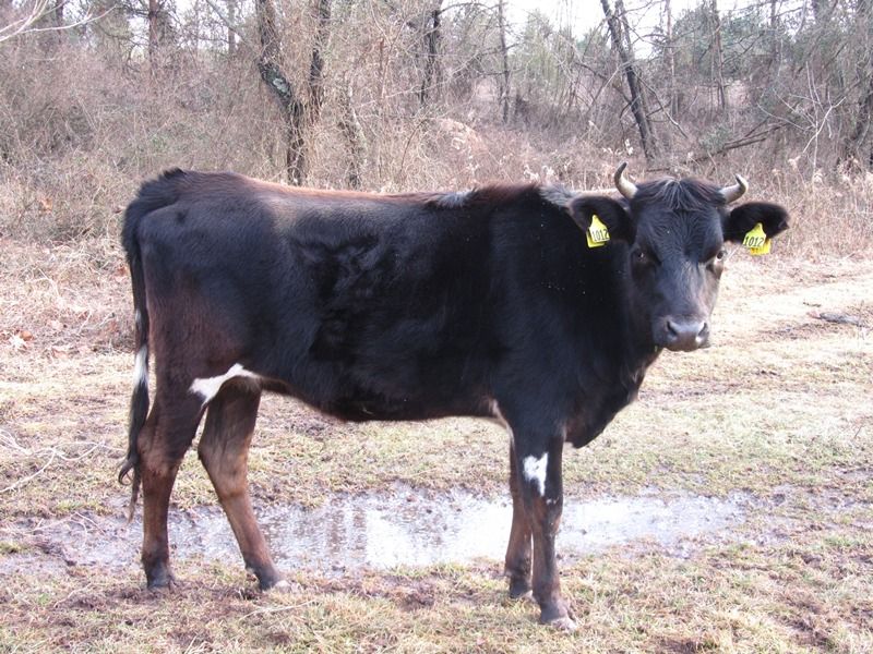 Bred Cows For Sale, York County, PA - Cattle