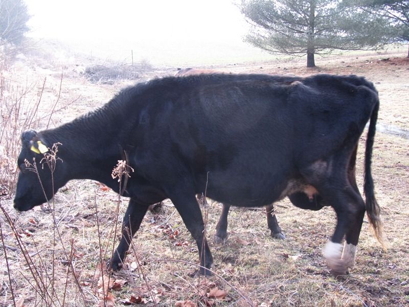 Bred Cows For Sale, York County, PA - Cattle
