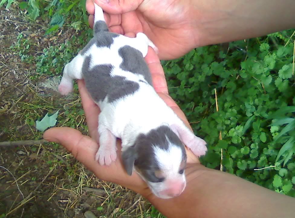 northway beagles for sale