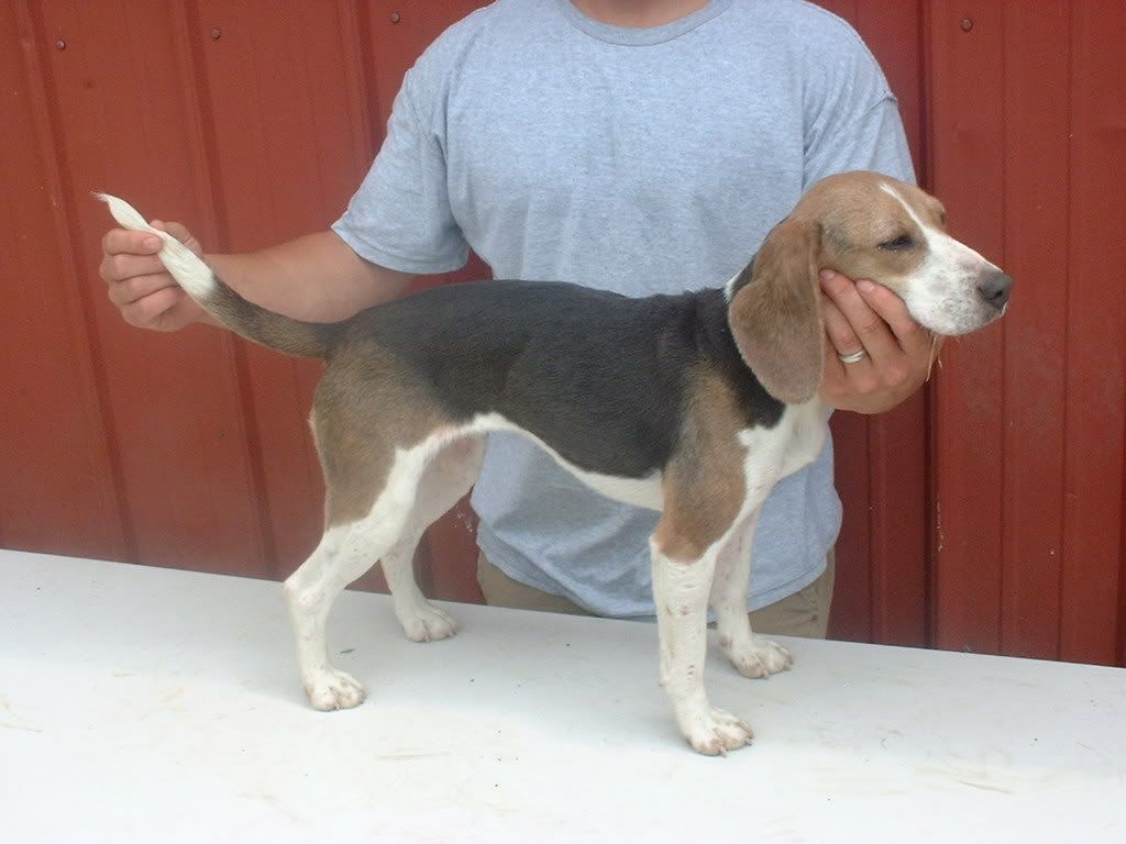 northway beagles for sale