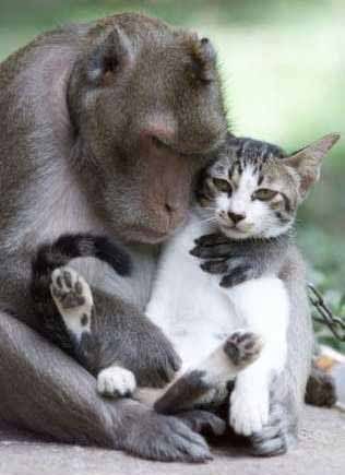 baboon-holds-cat.jpg