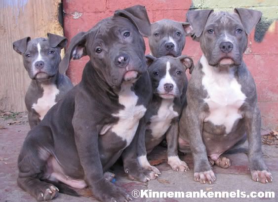 strongest pitbull in world. American Pit Bull Puppies