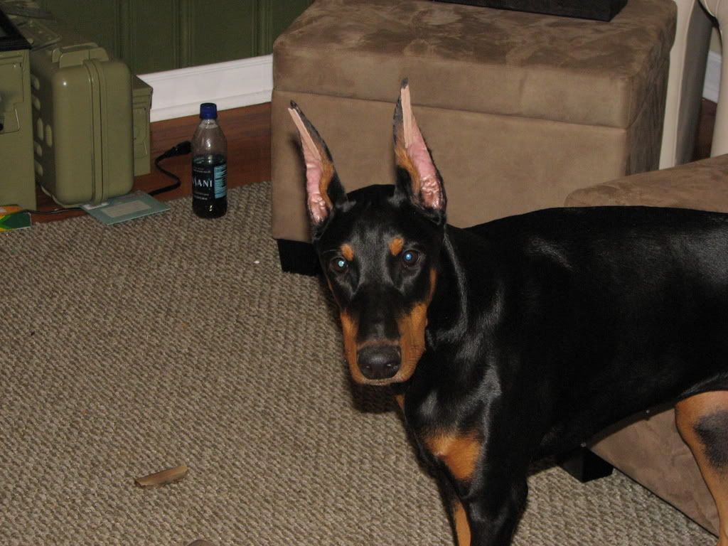 Broken Cartilage in ear? Page 2 Doberman Forum Doberman Breed Dog