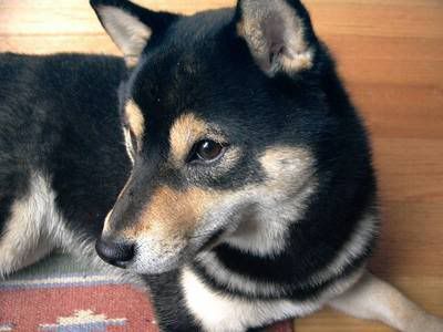 shibas love Shiba+inu+ shiba inu puppy. shibas love Shiba+inu+