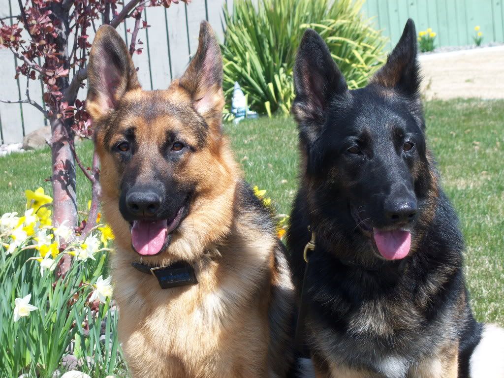 tri color | German Shepherds Forum