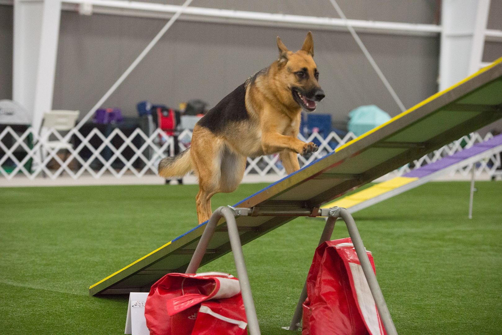 Mayhem's Agility Pics from GSDCA Nationals German Shepherds Forum