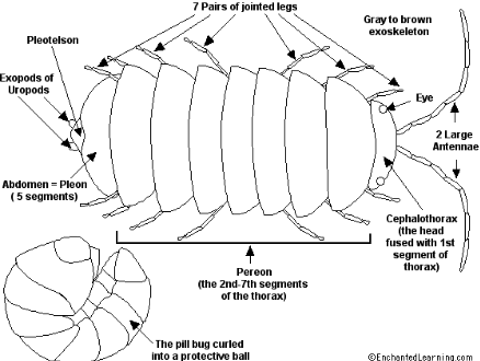 Pillbug Diagram