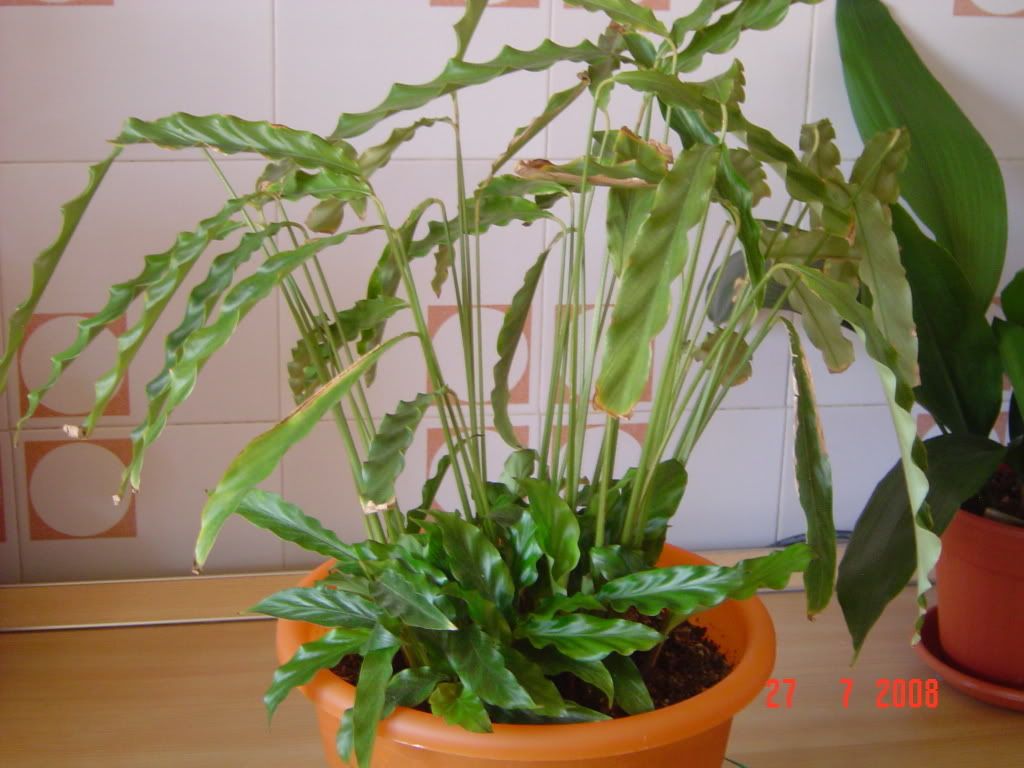 Calathearufibarba001.jpg