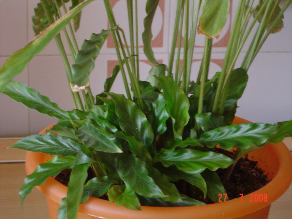 Calathearufibarba002.jpg